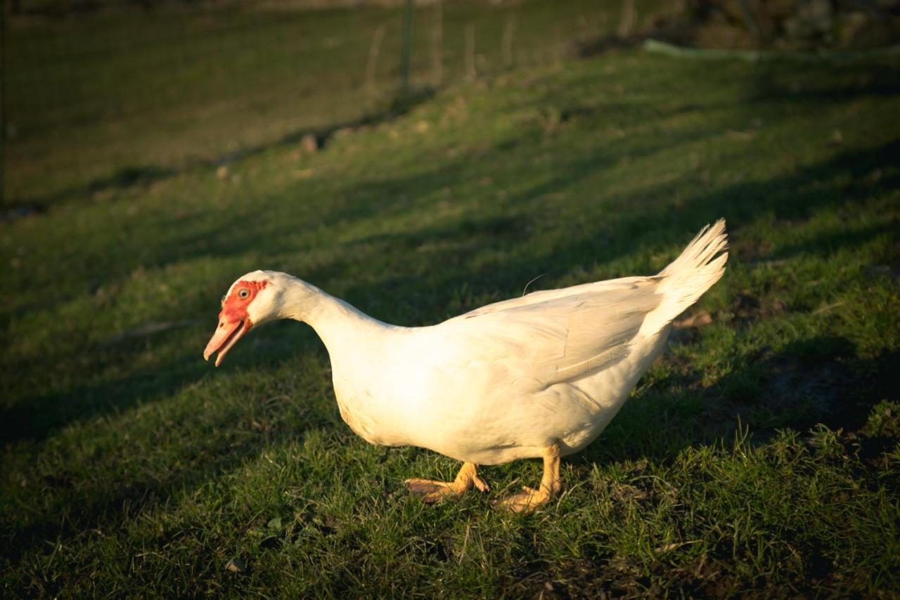 Willa Agriturismo Terra E Cielo Serra Rocco Zewnętrze zdjęcie