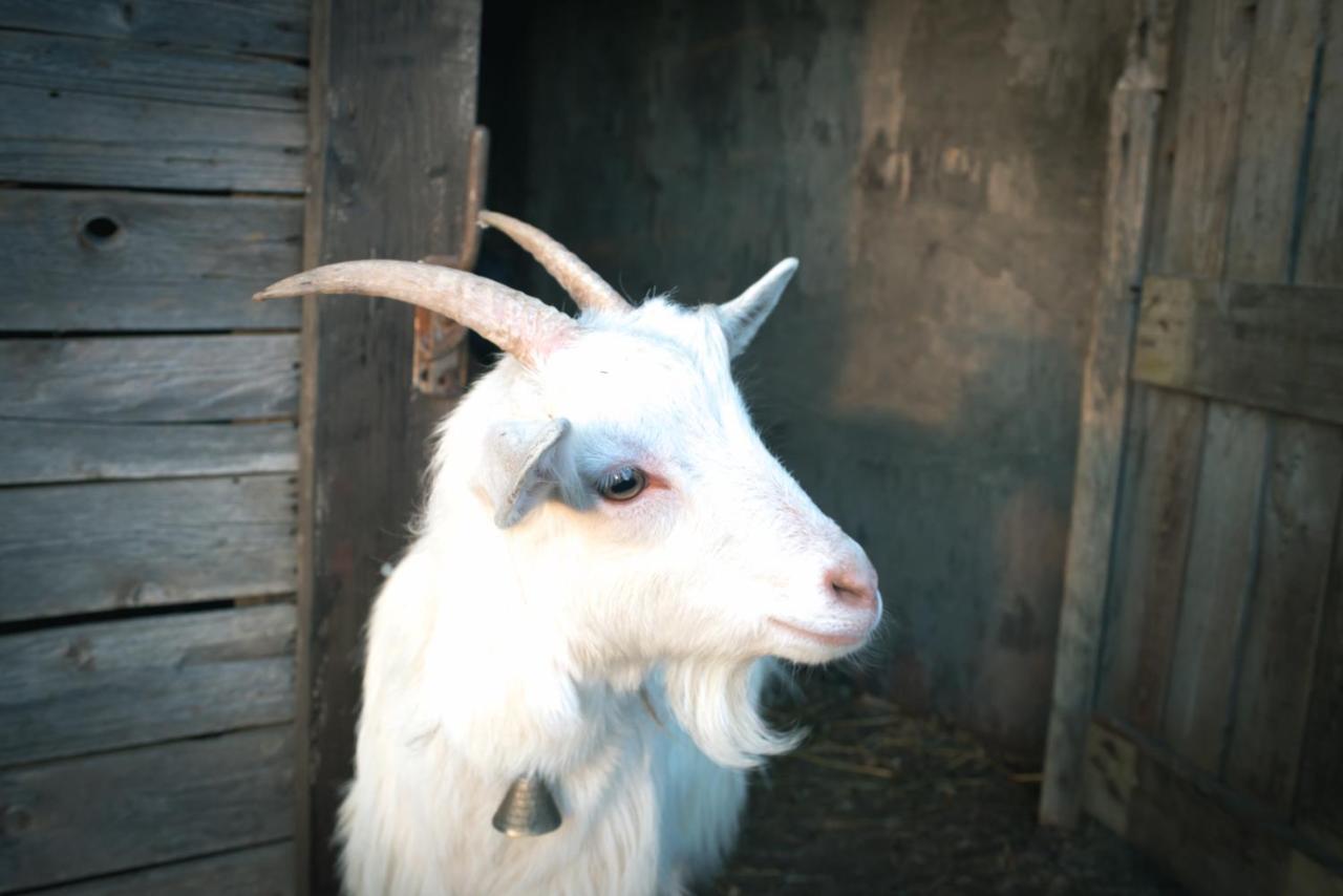 Willa Agriturismo Terra E Cielo Serra Rocco Zewnętrze zdjęcie